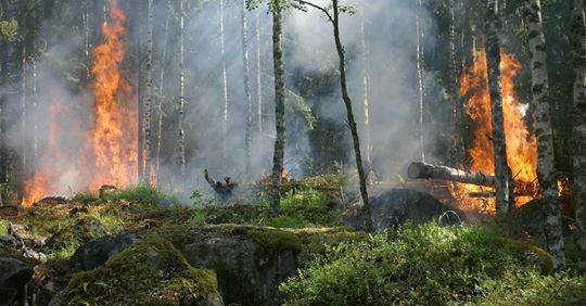 nto – Pożar lasu pod Niemodlinem. W akcji samolot i helikopter gaśniczy